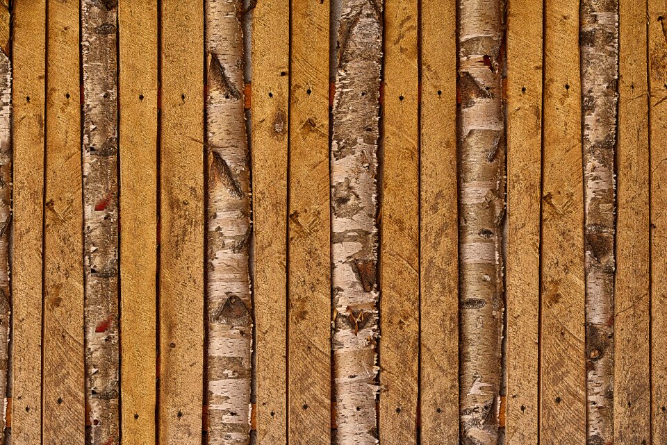 Weathered branches wood