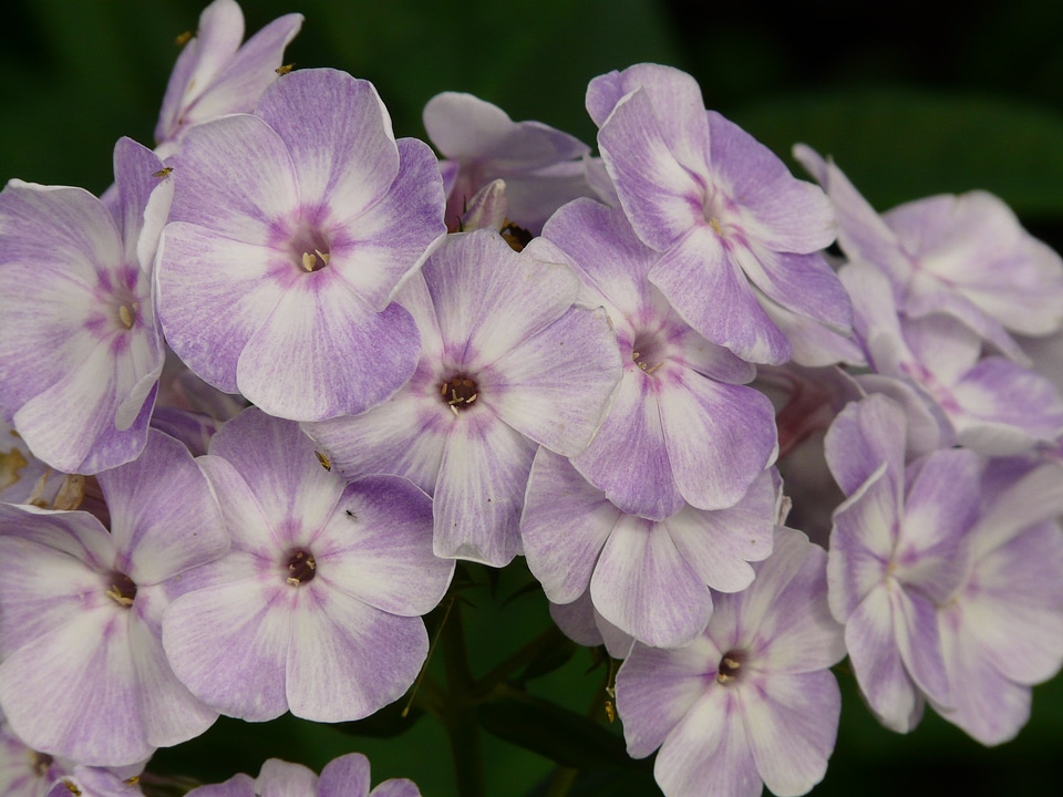 High perennial phlox phlox paniculata flame flower panicle photo