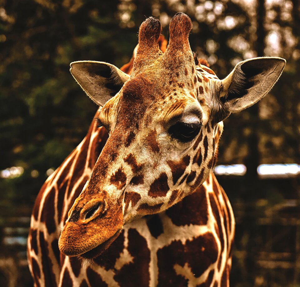 Animal portrait wild animal tierpark hellabrunn