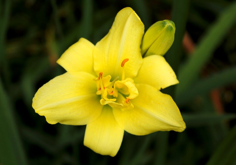 Summer garden stamens