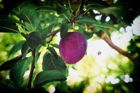 Ripe branch food