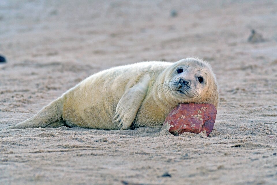 Seal baby helgoland robbe