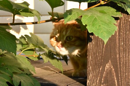 Hide predator carnivorous