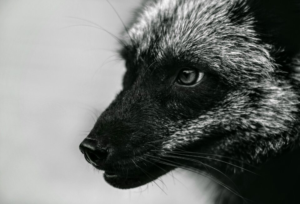 Silver fox black fox animal