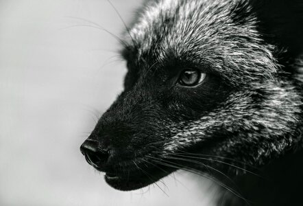 Silver fox black fox animal