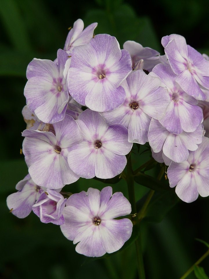 High perennial phlox phlox paniculata flame flower panicle