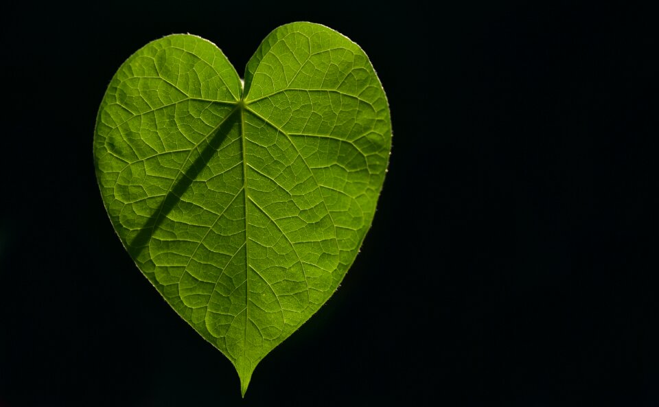 Nature love heart shape