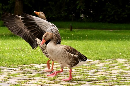 Group goose-char run