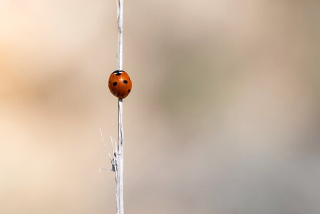 Insect beetle red photo