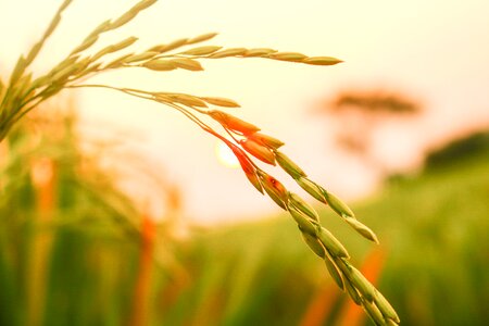 Harvesting wheat organic