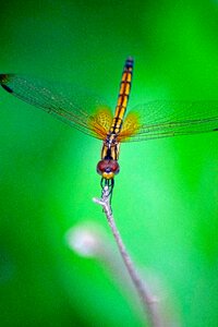 Dragonfly insects green