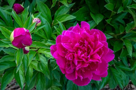 Red flower spring photo