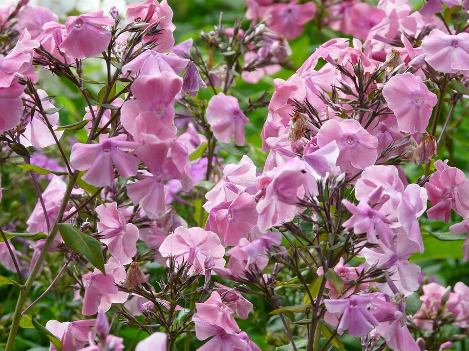High perennial phlox phlox paniculata flame flower panicle