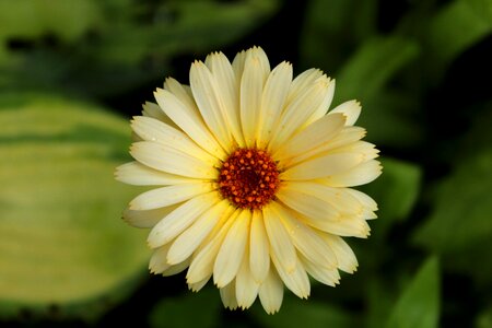 Pollen garden calendula