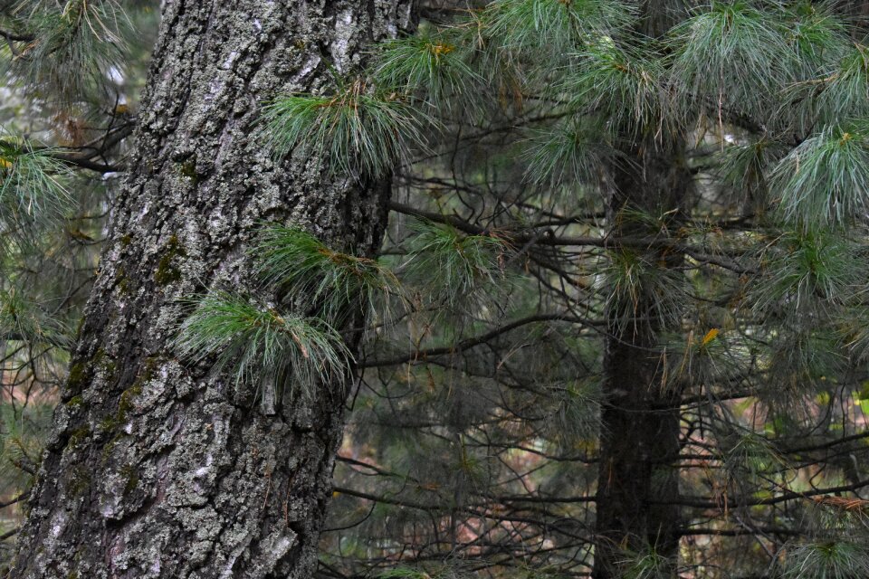 Trunk forest pine