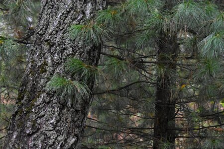 Trunk forest pine photo
