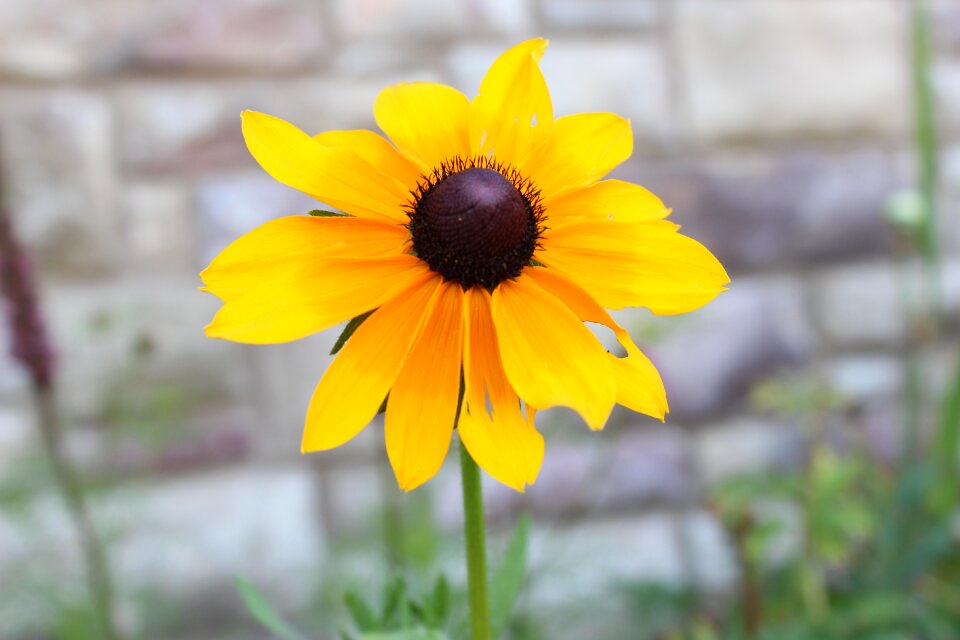 Yellow brown petals
