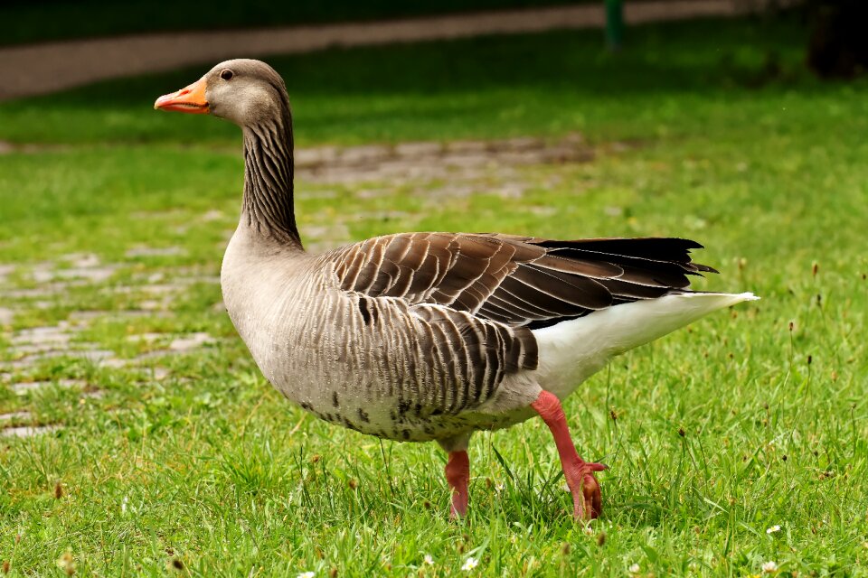 Bird nature poultry
