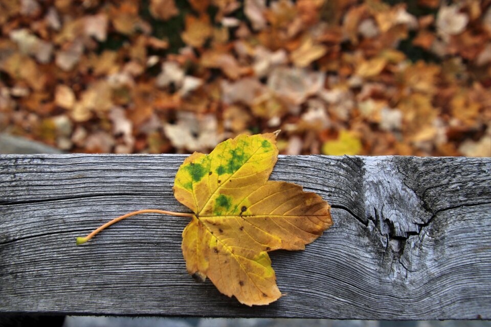 Leaves in the fall wooden