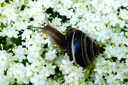 Snail nature snail zaroślowy