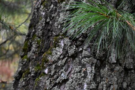 Trunk forest pine photo