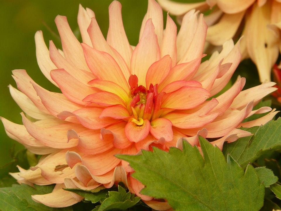 Dahlia orange flower
