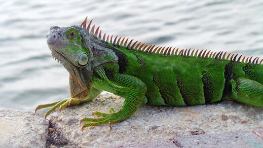 Iguana reptile nature