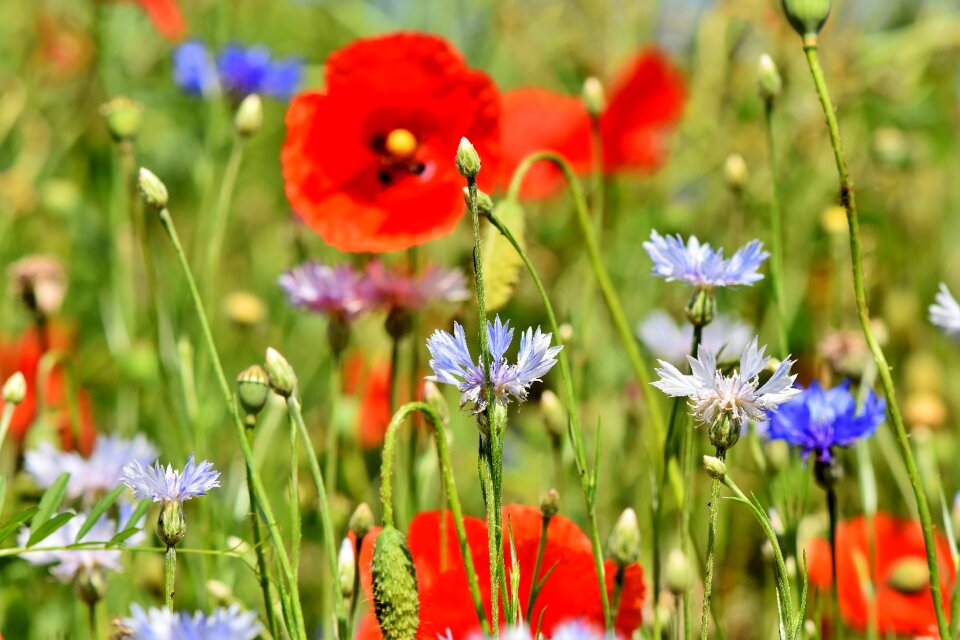 Centaurea montana field of flowers poppy