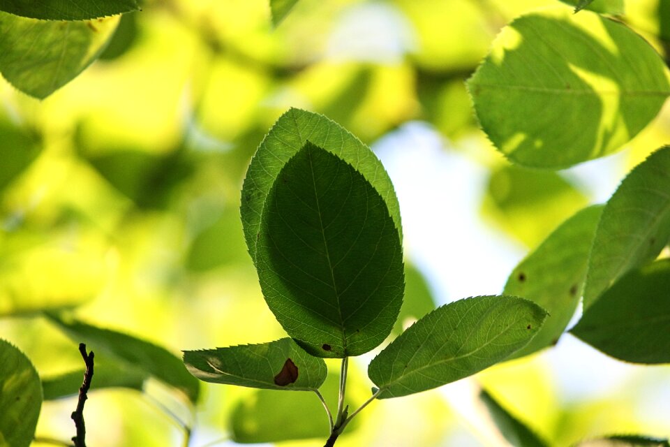 Nature canopy summer