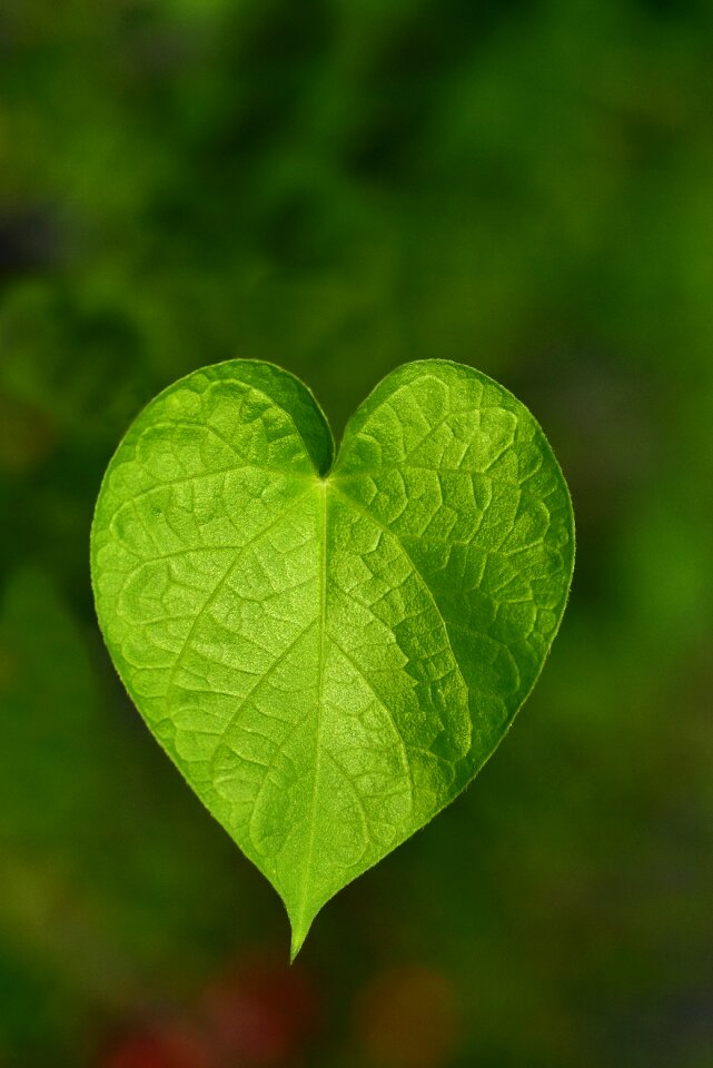 Nature love heart shape