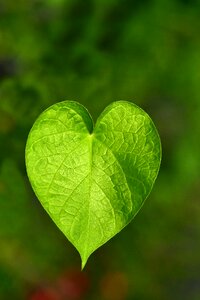 Nature love heart shape photo