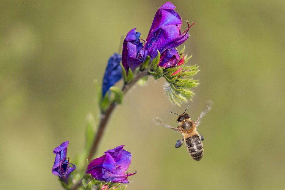 Insect bloom spring photo