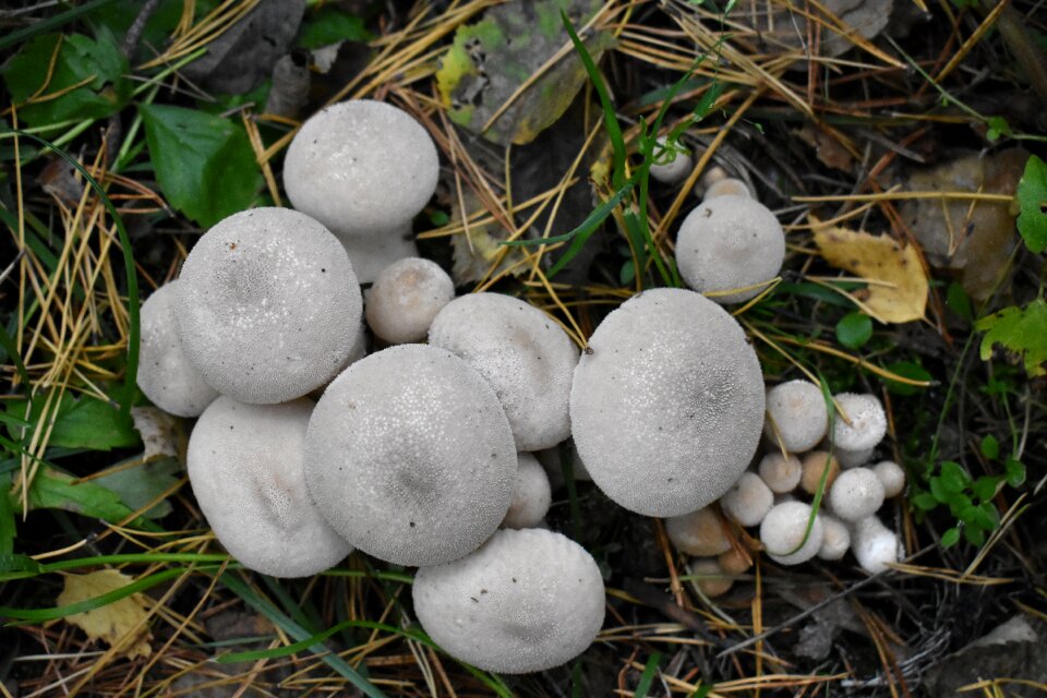Young mushroom nature
