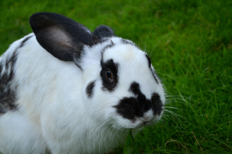 Animals cute nature