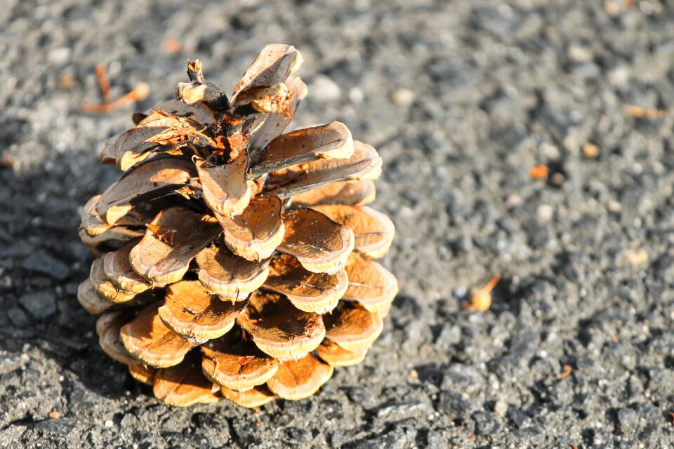 Plant seed cones gray plant