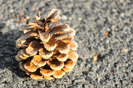 Plant seed cones gray plant