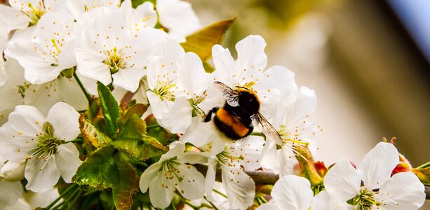 Spring nature white