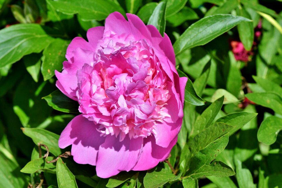 Pentecost blossom bloom