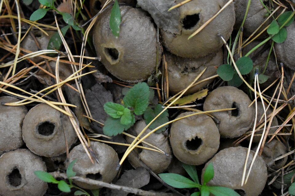 Old mushroom nature
