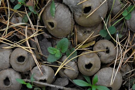 Old mushroom nature