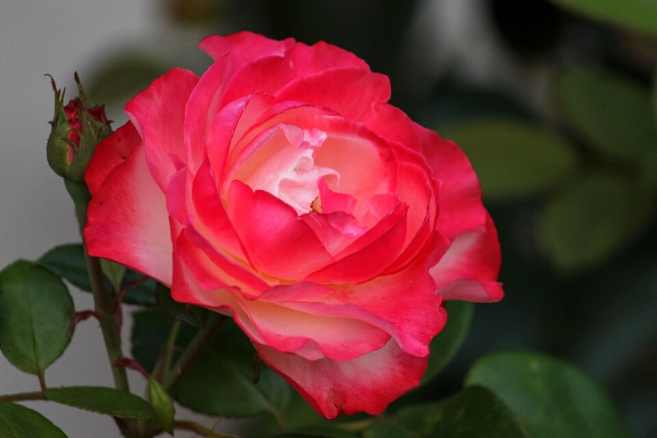 Romantic blossom bloom