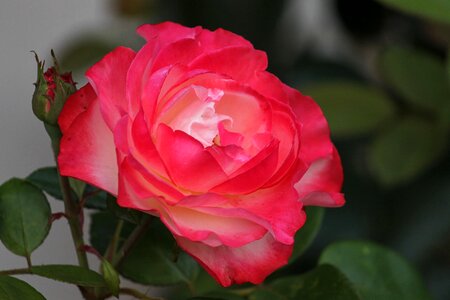 Romantic blossom bloom