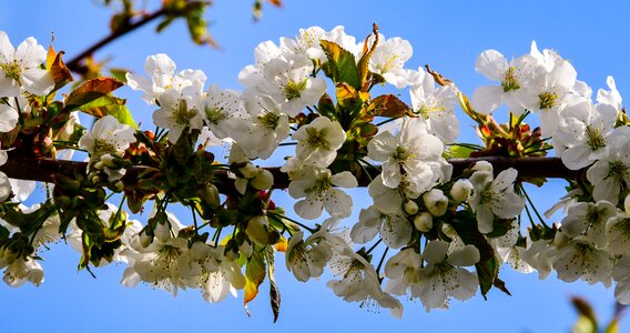 Spring nature white