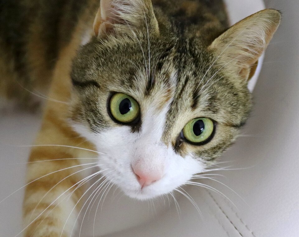 Cat's eyes pet cute