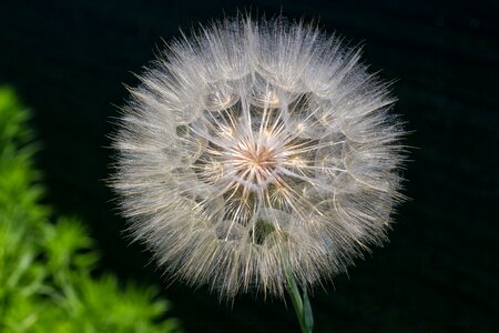 Dandelion flower flying seeds