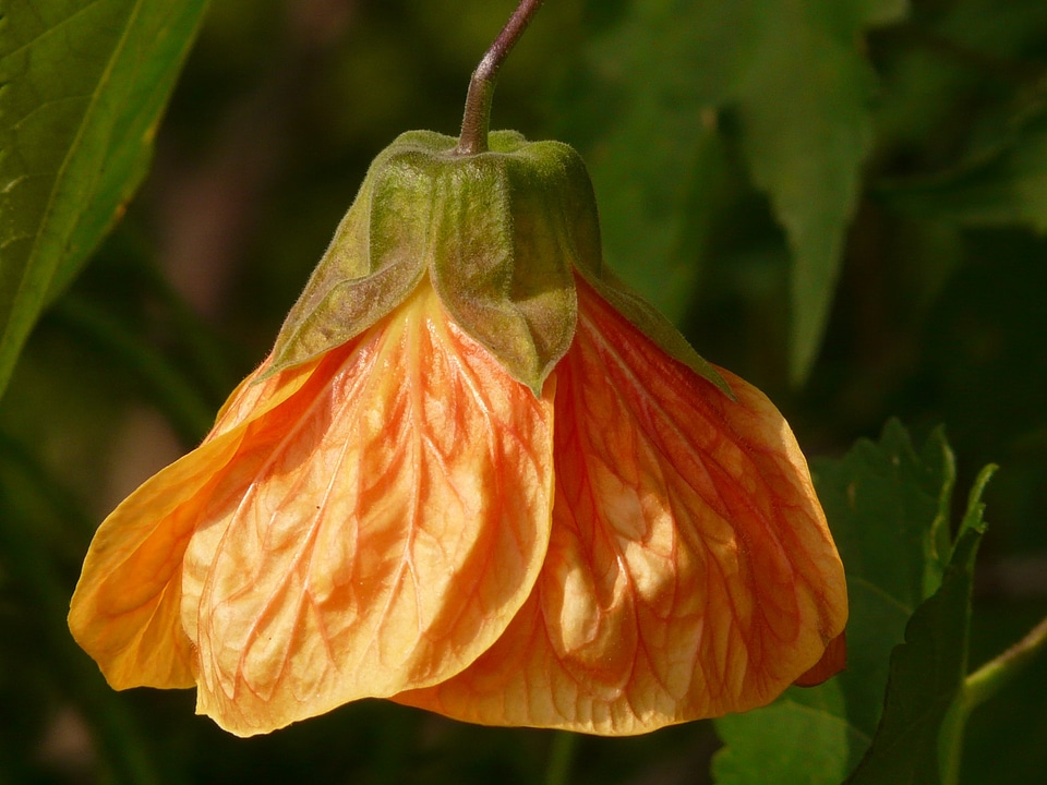 Abutilon ornamental plant mallow