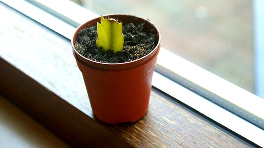 Small window sill grow photo