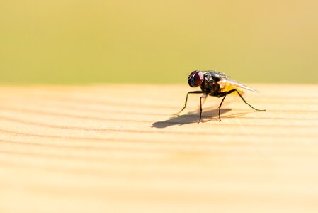 Nature flying animal