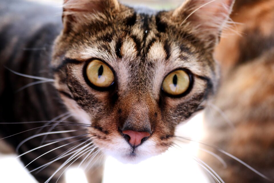 Cat's eyes pet cute