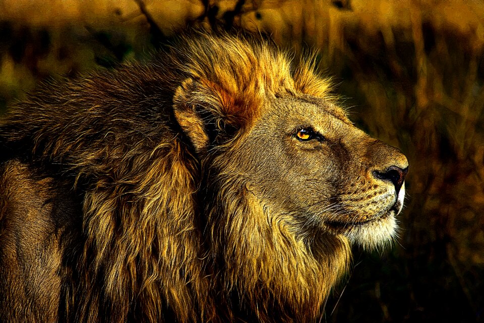 Animal world nature africa